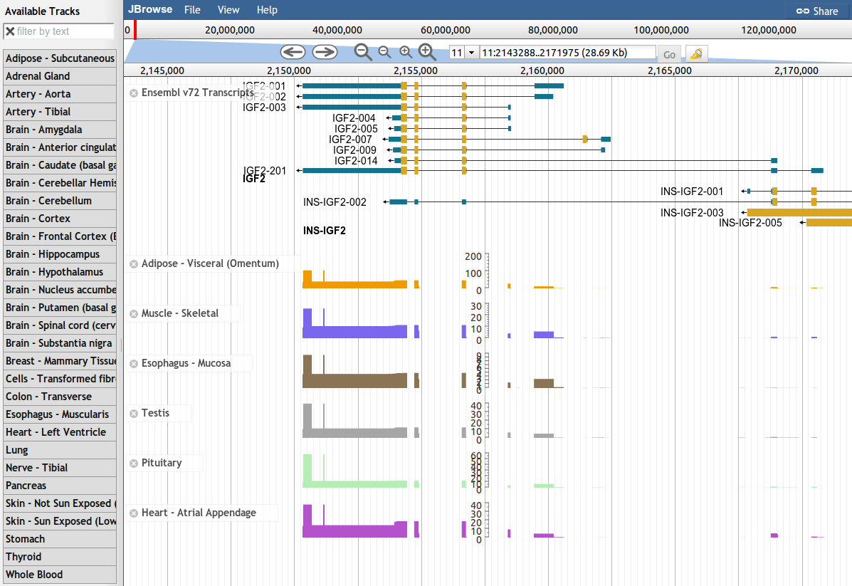 GTEx JBrowse IGF2