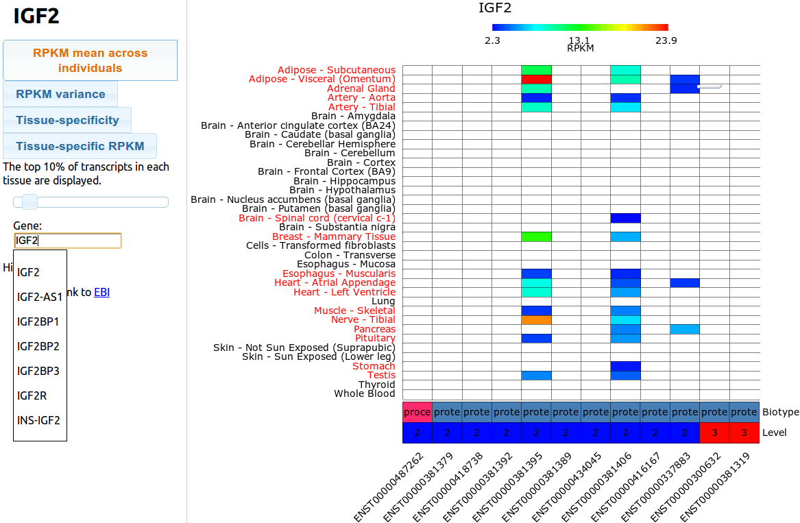 GTEx heatmap IGF2