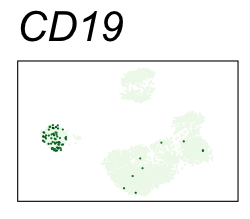 CD19